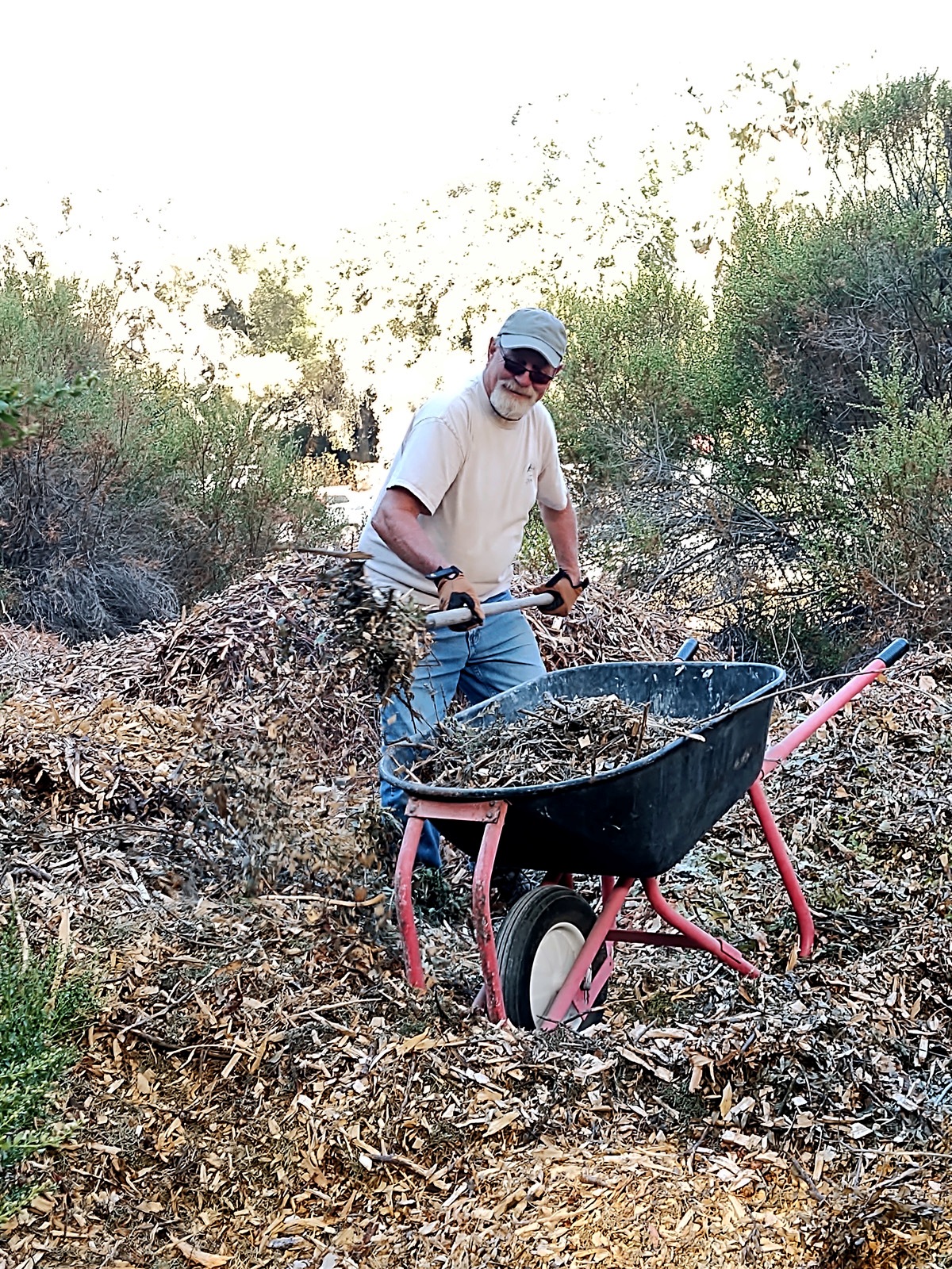 Cory pitching mulch!